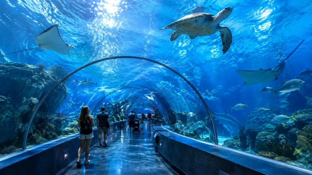Mall of America: SEA LIFE Minnesota Eintrittskarte