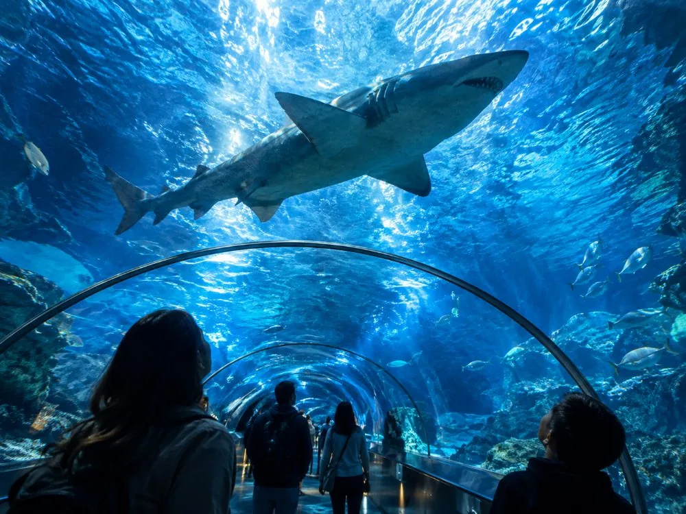 Der gekrümmte Tunnel im SEA LIFE Minnesota mit einem Hai, der über den Köpfen vorbeizieht